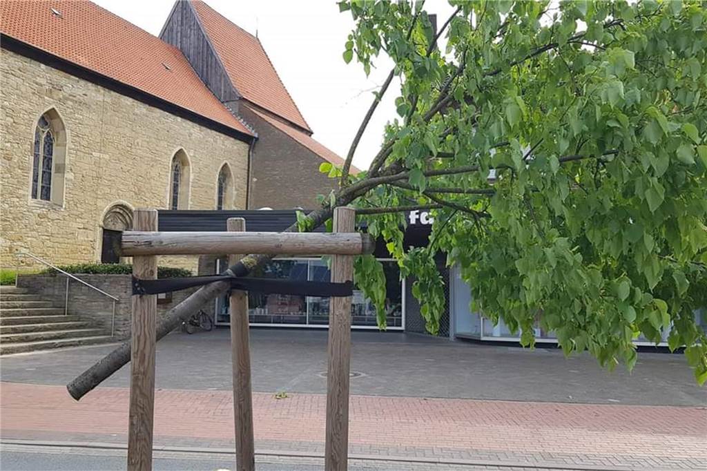 Vandalismus zieht größere Kreise: Eiche an der Eper Landstraße gefällt So hingen die abgesägten Linden am Sonntagmorgen (21. Mai) in der Holzhalterung in der Ludgeristraße. Mitarbeiter des Bauhofes mussten die Bäume beseitigen.