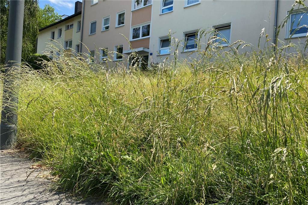 „Das wird richtig gefährlich!“ Dortmunder Mietshaus wuchert weiter zu So hoch ist das Gras vor dem Haus.