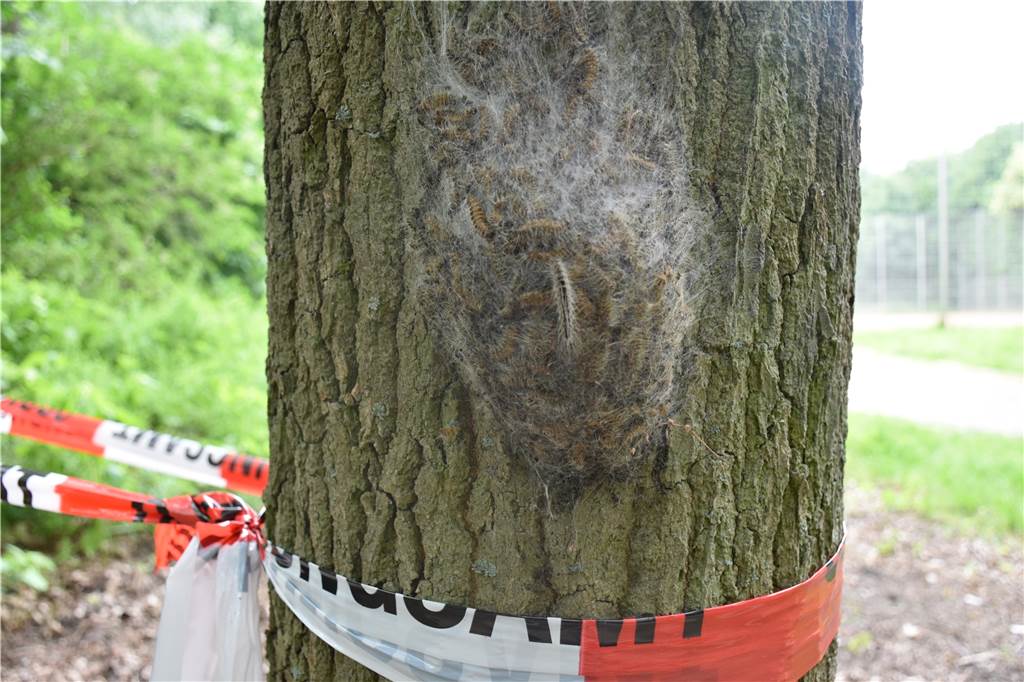 EPS-Plage: Nachbarn nehmen Bekämpfung selbst in die Hand So kleben die mit Raupen gefüllten Nester an den Bäumen.