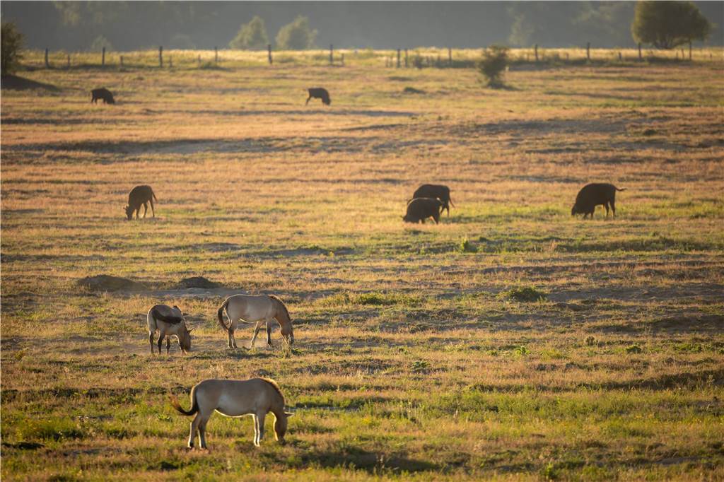 Noch pflegen Maschinen die Borkenberger Heide: Warten auf Wilden Westen So könnte es einmal in den Borkenbergen aussehen: Wisente und Pferde grasen auf einer Weide. Unser Bild zeigt Przewalski-Pferde zusammen mit der europäischen Rinderart in der Döberitzer Heide.