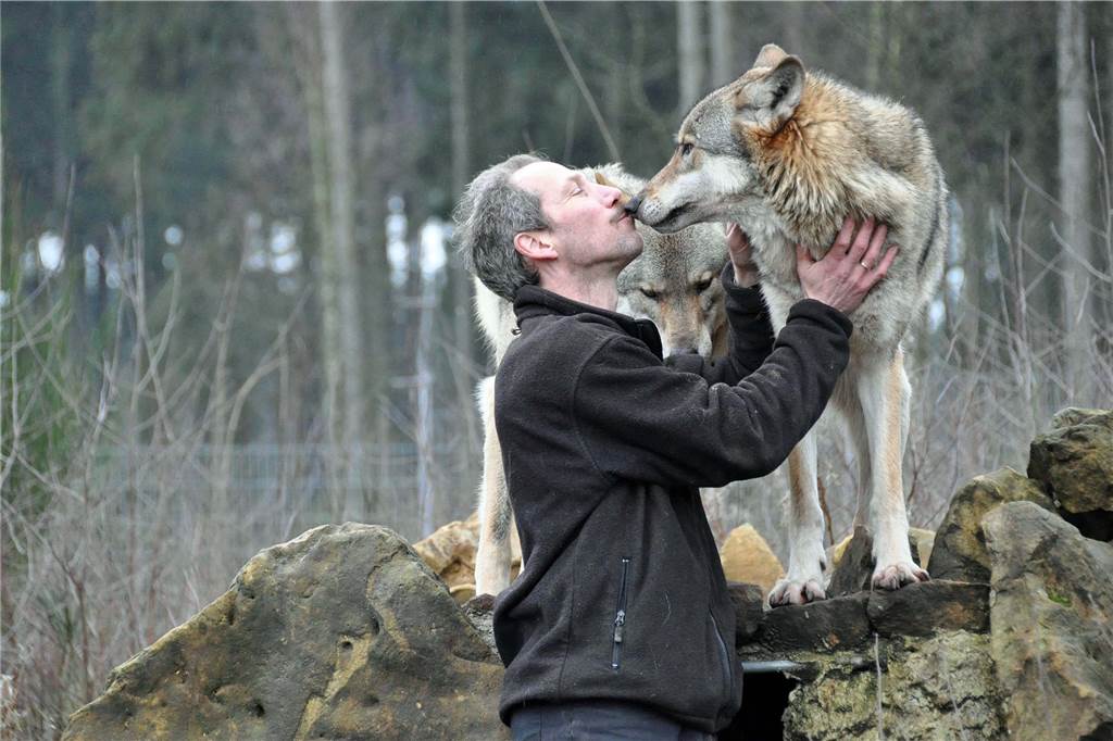 Experte bestätigt Schnappschuss in Haltern: „Es ist wirklich ein Wolf“ So nah darf nur Jos de Bruin den Wölfen im Naturwildpark Granat kommen. Den Augenblick fürs Kuscheln genießen die Tiere sichtlich.