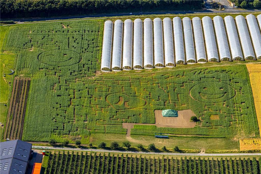 Wetterfrust in Grevel: Eröffnung des Maislabyrinths erneut verschoben Luftbild: das Labyrinth von oben