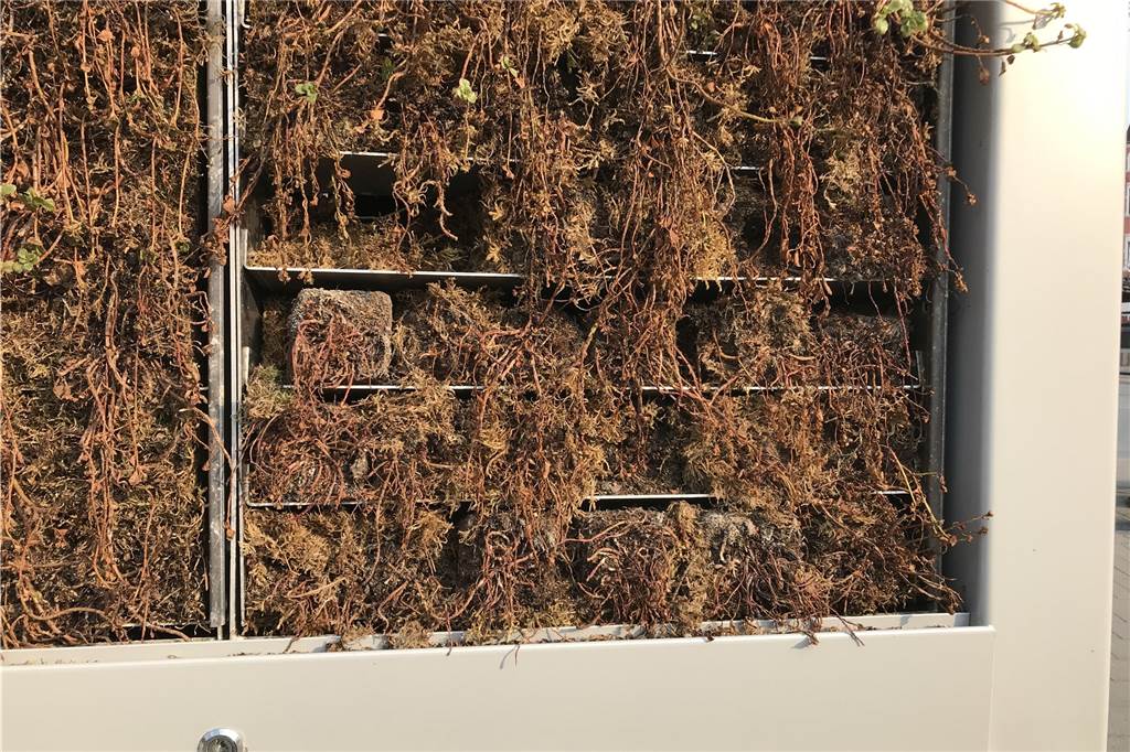 Das war‘s dann wohl endgültig mit dem City Tree in Rauxel. Das Moos ist verdorrt So sah der City Tree im April 2019 aus.