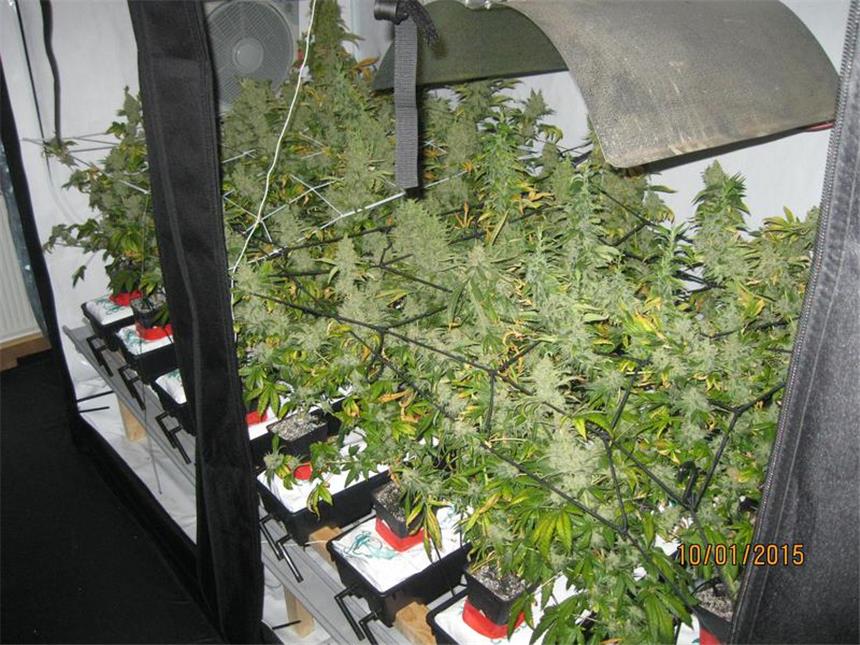 Falsch geparktes Auto führt Polizei zu Hanfplantagen So sah eine der Hanfplantagen aus.