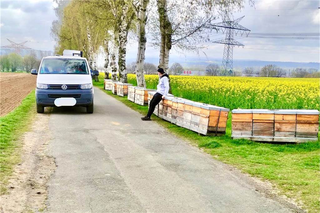 Spaziergänger von Biene gestochen – 60 Völker müssen umziehen So sah es noch in der letzten Woche am Overberger Weg aus. 60 Bienenvölker standen am Rand des Rapsfeldes.