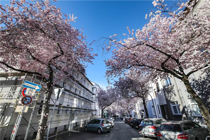 Die Moltkestraße ist mit ihrer Kirschblüten-Pracht wohl die schönste Straße der Stadt So schön blühen die Zierkirschen zurzeit in der Moltkestraße im Kaiserstraßenviertel.