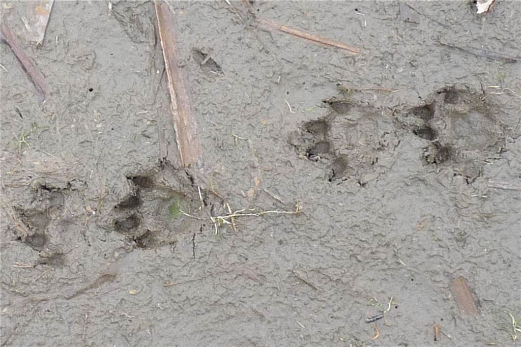 Ausgerottet und zurückgekehrt: Tier des Jahres 2021 mag das Münsterland So sehen die Fußspuren des Otters aus.