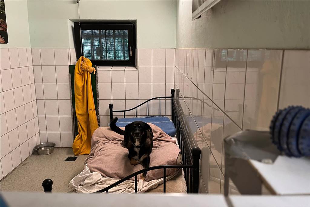 Tierheim ist „rappelvoll“, nimmt aber Tiere aus Herten: Wie geht das? Das Foto gibt Einblick in einer der Hundehütten im Tierheim. Es gibt ein Fenster, die Wände sind halbhoch gefliest. Und dort steht ein Bett, auf dem der Hund liegen kann.