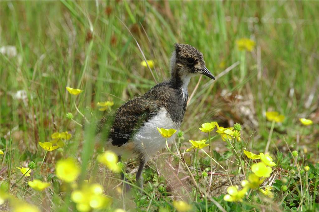 Naturschutz-Aktion im Brook: Kiebitze auf sicheres Terrain gedrängt Naturschutz in Haltern