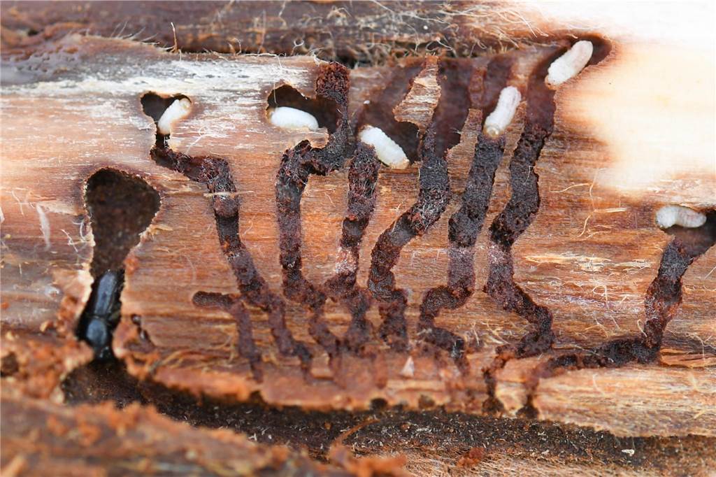Dem Wald geht es schlecht: nur jeder fünfte Baum ohne Kronenschaden Borkenkäfer und Larven unter in einem Baumstamm.