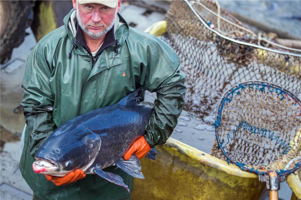 Hai, Karpfen oder Scherzkeks? Rätsel um Rückenflosse im Hafen So sieht ein Marmorkarpfen aus, den Fischerei-Experte Dr. Olaf Niepagenkemper hinter der Flosse im Hafenbecken vermutet. Das Bild mit Fischer Holger Mursch entstand bei einer Fischerei-Aktion in Norddeutschland.