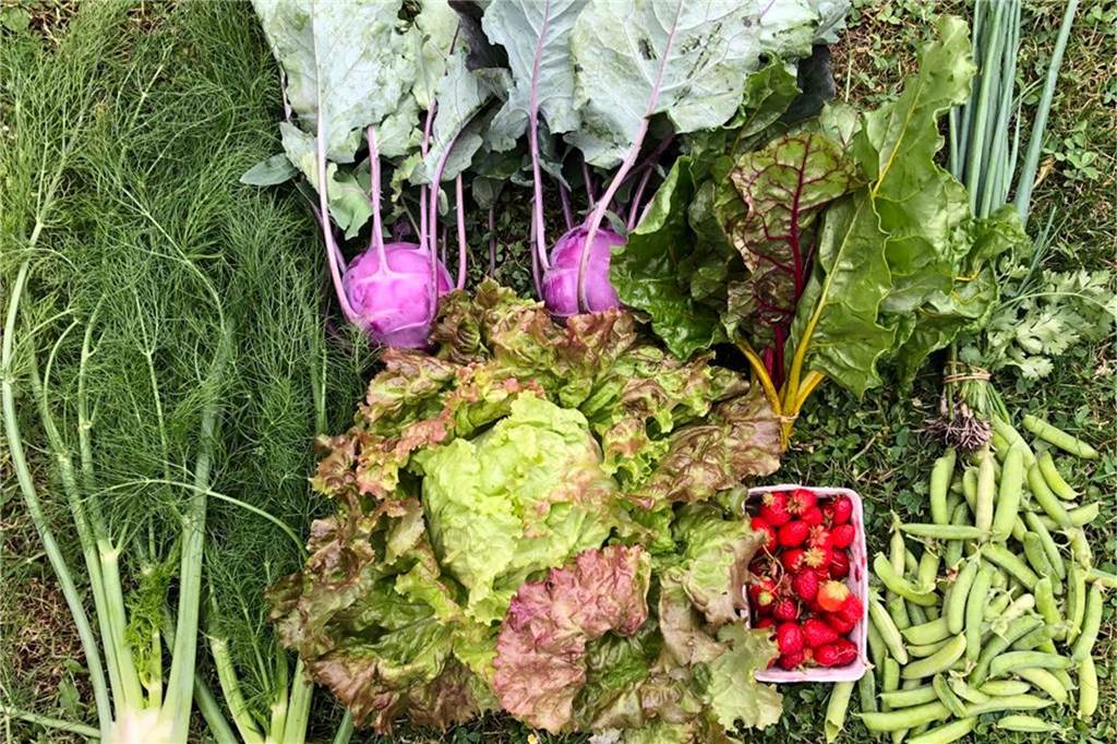Lünerin Lena Schneider steht auf Gemüse-Abo aus Waltrop – trotz Stielmus Fenchel, Kohlrabi, Salatkopf, eine Schale Erdbeeren, Bohnen und weiteres Gemüse bilden den Inhalt einer Abokiste und liegen ausgebreitet auf dem Boden.
