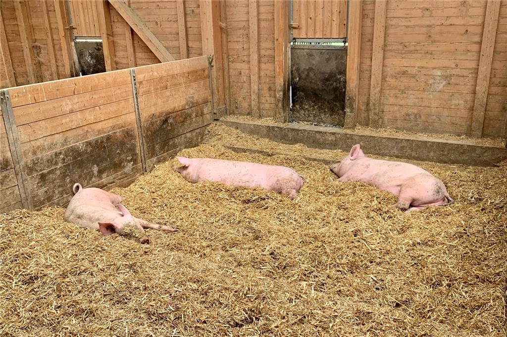 Biohof in Dortmund: Keine Schweinereien mit dem Schweinefleisch So sieht es innen aus. Hier wird geschlafen.