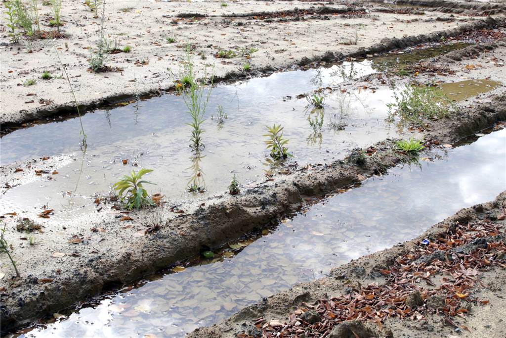 An der Wasserwerkstraße wollte der Lippeverband bauen - warum tut sich nichts? So sieht es zurzeit auf dem Gelände des geplanten Bauhofs des Lippeverbandes aus.