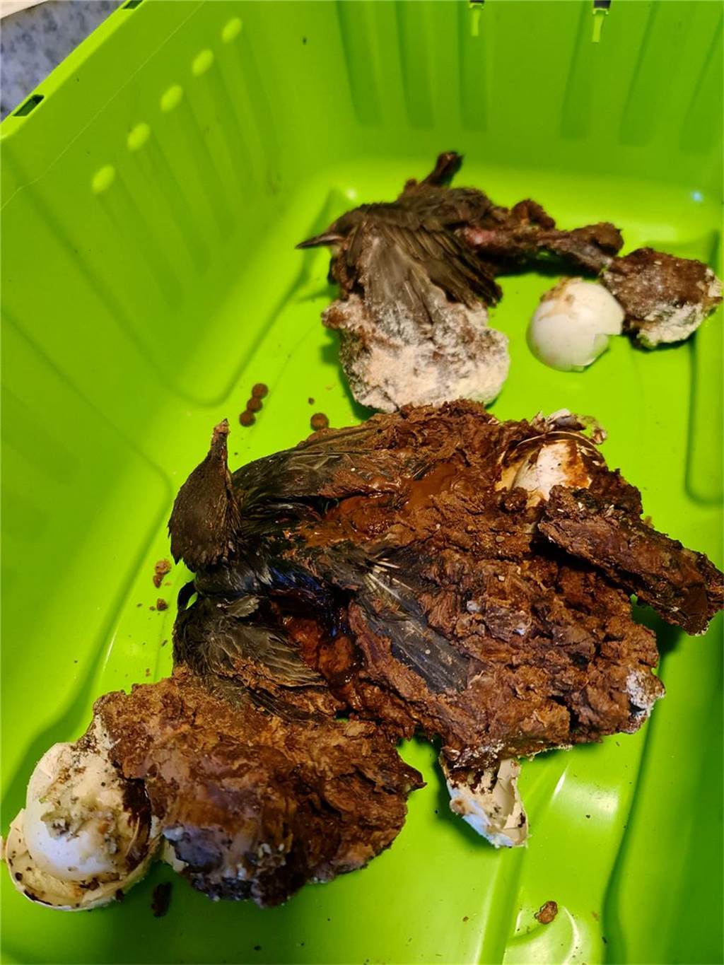 Junge Vögel waren in Bio-Tonne gefangen: Einer hat es nicht überlebt So verklumpt hat die Feuerwehr die beiden Stare aus der Bio-Tonne befreit.