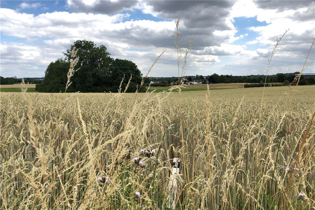 Wieder hat jemand die Pfosten an der Persebecker Straße herausgezogen - die Stadt reagiert So verrückt, dass man ein Lied darüber singen könnte: Ein Pfosten im Kornfeld.
