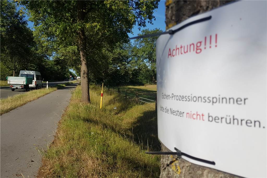 Gefährlicher Giftraupen-Befall: Die Gemeinde Heek hat es 2019 gravierend getroffen So wie hier an der B70 im August hingen an vielen Stellen in der Gemeinde Heek Hinweisschilder, die vor dem Befall der Giftraupe warnten.