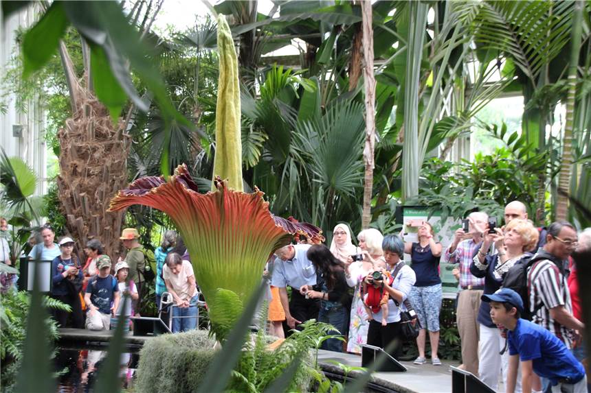 Titanenwurz blüht diese Woche im Rombergpark - und wird tierisch stinken So wird der Titanenwurz in seiner vollen Pracht aussehen, wahrscheinlich Ende kommender Woche. Das Bild zeigt einen Artgenossen der Dortmunder Pflanze, der Ender Juni im Botanischen Garten im New Yorker Stadtteil Bronx blühte.