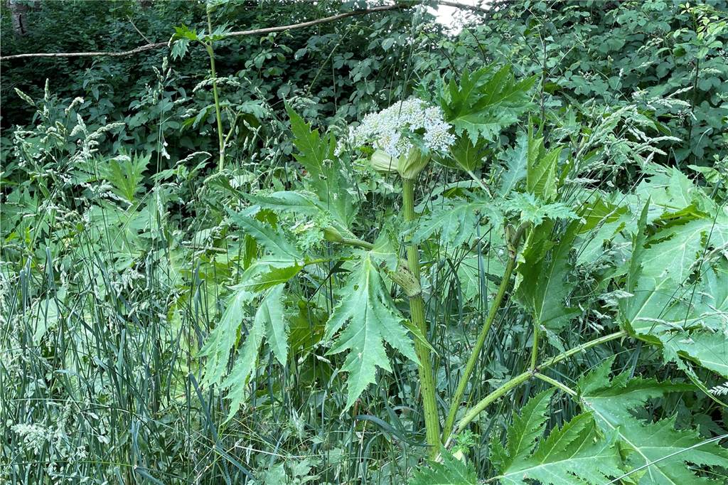 Giftige Pflanze wuchs an Spazierweg: Gefahr auch nach Rodung nicht ganz gebannt Bis vor wenigen Tagen noch wucherte der Riesen-Bärenklau am Mergelkopfweg in Lütgendortmund