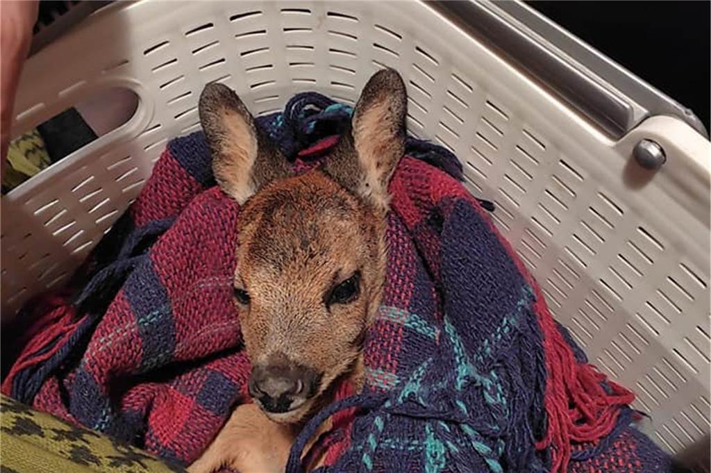 Verletzte Wildtiere: Tierschutz-Garten sucht verzweifelt neues Zuhause Sogar kranke oder verletzte Rehkitze werden bei Vivi abgegeben.