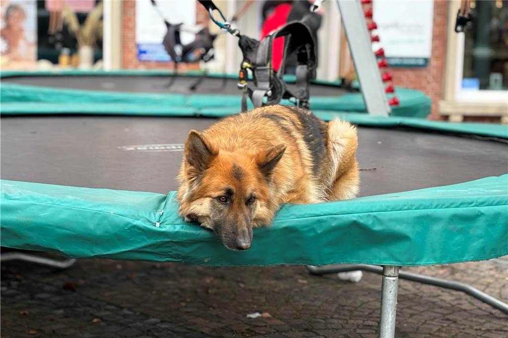 Hund auf Trampolin