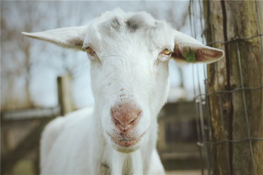 Erlebnisbauernhöfe: Hier haben nicht nur Kinder ihren Spaß Solche Blicke können eben nur Tiere.