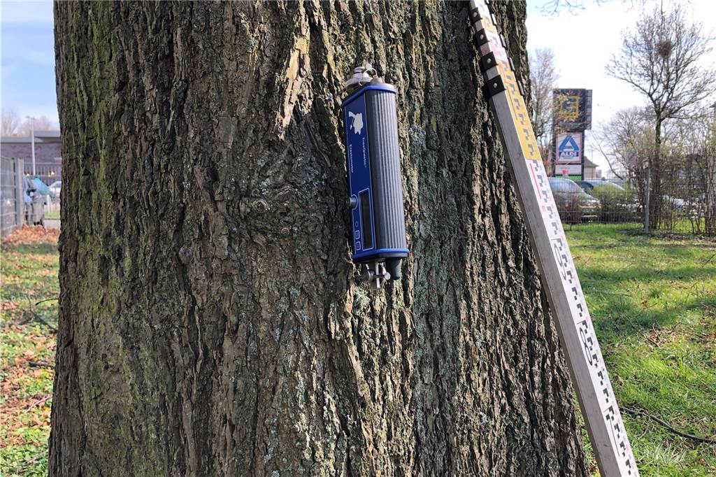 Große Linde in Eving im Visier - muss sie gefällt werden? Solche Sensoren messen die Schwankungen des Baums, während er unter Druck gesetzt wird