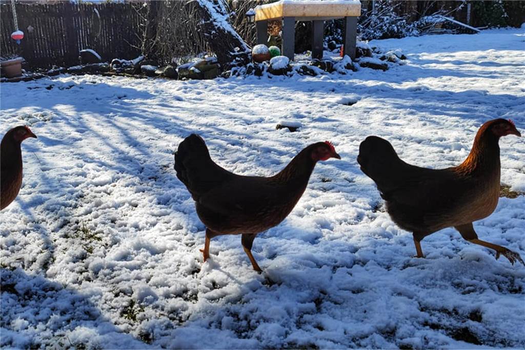 Sonja Heinrichs hat Schneehühner in Vreden ausgemacht.