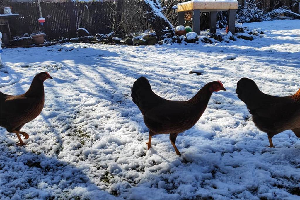 Sonja Heinrichs hat Schneehühner in Vreden ausgemacht.