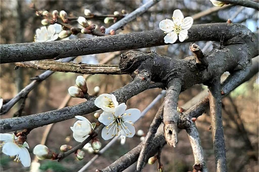 Zu sehen sind weiße Blumen.