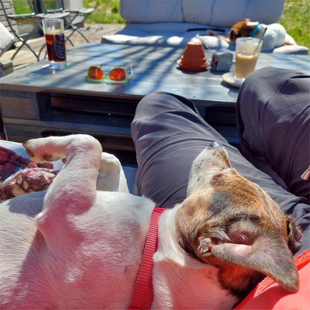 Sonnenbaden auf dem Schoß vom Herrchen, wie toll!