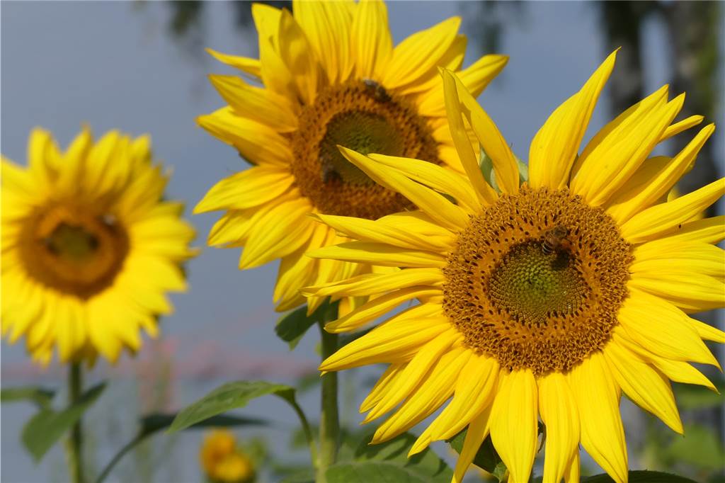 Blühstreifen in Schwerte: „Die Leute parken und packen haufenweise Blumen in den Kofferraum“ Sonnenblumen blühen zurzeit an vielen Feldrändern in Schwerte. Die Landwirte haben sie als Insektenfutter angepflanzt – später können Vögel die Samen ernten. Doch es gibt ein Problem: Die Blumen gefallen auch anderen.