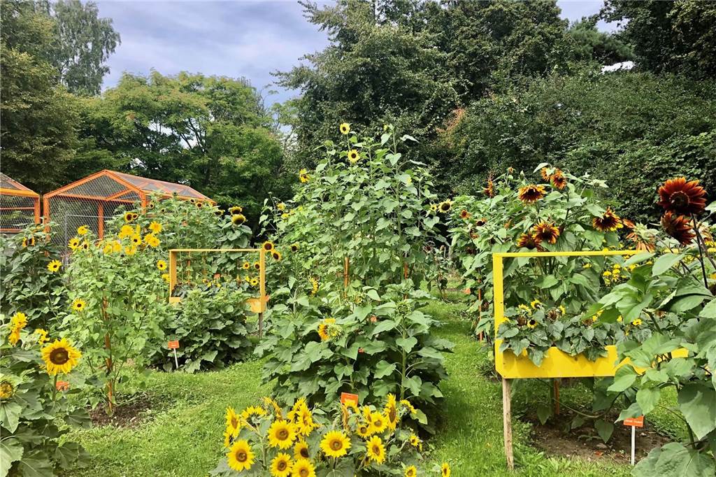 Heidemarkt im Rombergpark: Leckereien und alles rund ums Thema Pflanzen Sonnenblumen im Rombergpark
