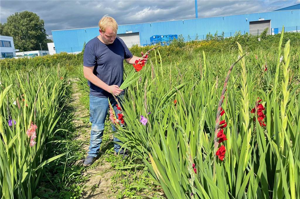 Blumenfeld von Schulze Froning: „Der Messer-Schwund ist ein Riesenproblem“ Sonnenblumen und Gladiolen (siehe Foto) stehen Ende August 2024 in voller Blüte. Es folgen die Dahlien.