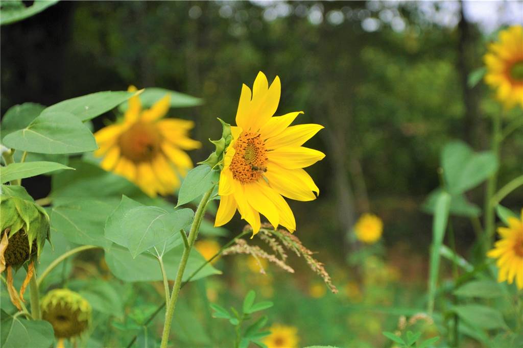 Herbern: Ein Dorf im Grünen – nicht ohne Verkehrschaos, dafür ohne Drogerie Sonnenblumen vor dem Schloss Westerwinkel: Wer in Herbern lebt, lebt umgeben von Grün.