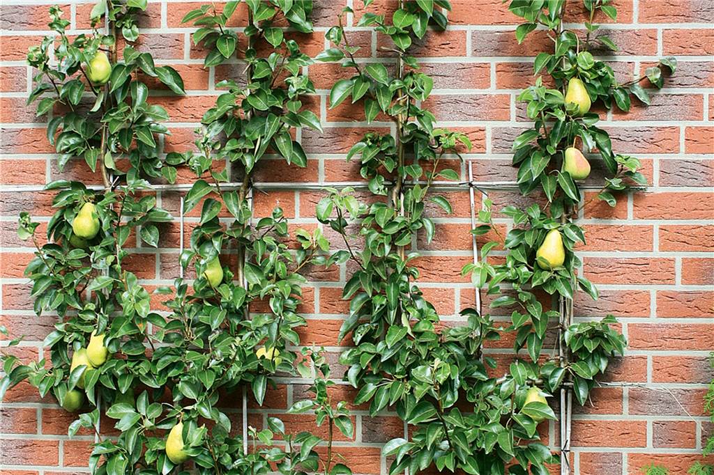 Gärtner zum Wasserverbrauch: Lieber kürzer duschen als den Garten aufzugeben Spalierobst liegt im Trend, denn es benötigt wenig Platz und ermöglicht trotzdem die eigene Ernte im Garten.