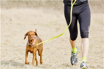 Spaß haben - aber nicht übertreiben: Hunde sollte man langsam an längere Joggingstrecken gewöhnen. Foto: Monique Wüstenhagen