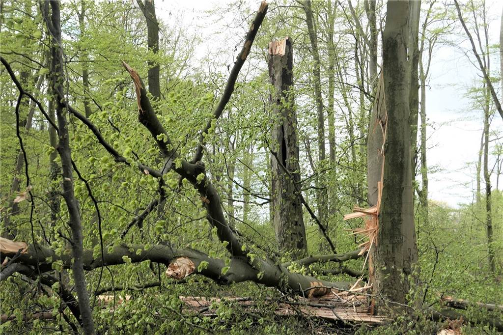 Gefahr im Oedinger Busch: Sturmböen brechen trockene Buchen ab Spaziergänge in Oedinger Busch verbieten sich bei einem Sturm und danach von selbst: Zu viel Gefahr geht dann von den alten Buchen dort aus.
