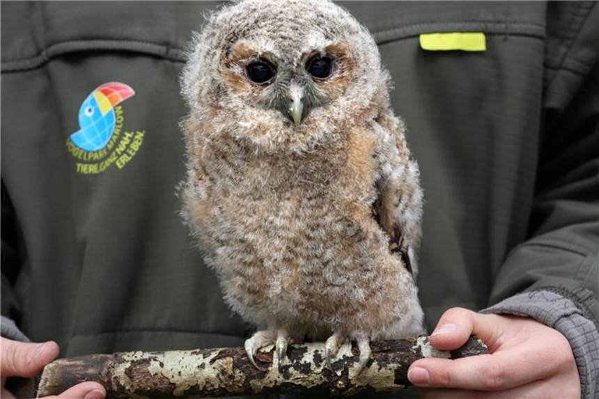 Spaziergänger haben den kleinen Bartkauz zum Vogelpark gebracht, was gut gemeint, aber falsch war: Ästlinge sind nicht von den Elterntieren verlassen worden. Foto: Bernd Wüstneck