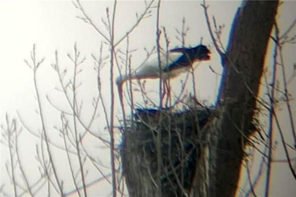 Hat Wulfener Storchenpaar sein Nest wieder aufgegeben? Storch beim Nestbau