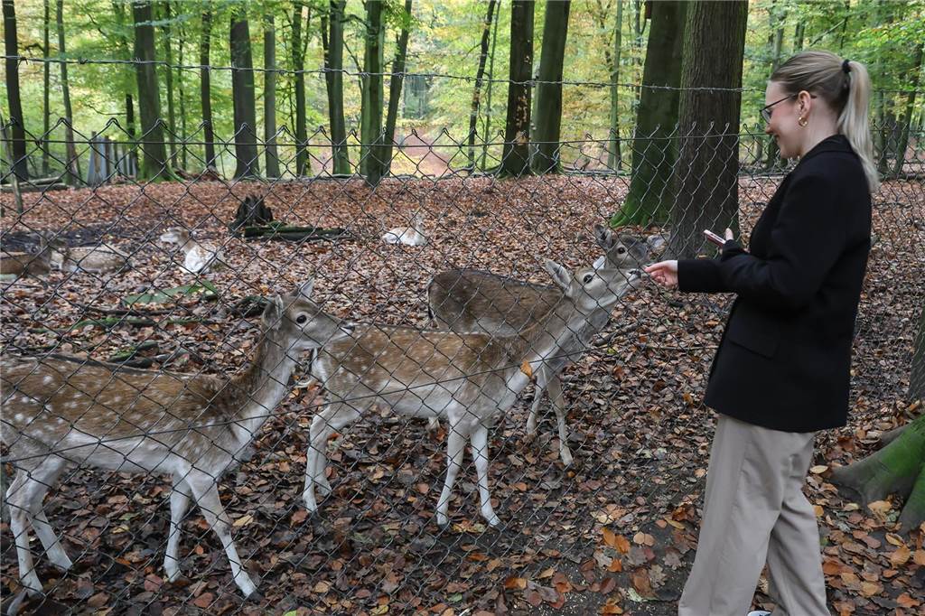 Drei kleine Rehe stehen am Zaun des Wildgehege in Süggel und beschnuppern eine Fußgängerin. Die Fußgängerin hält ihre Hand in Richtung Zaun.