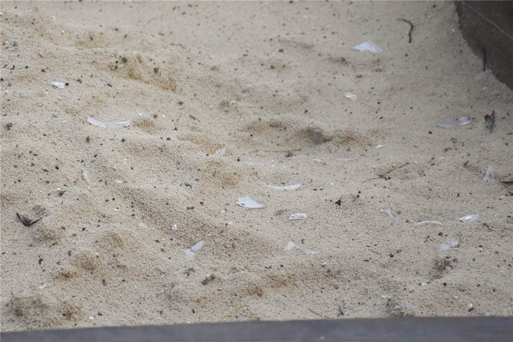 Fünfjährige spielt auf Werner Spielplatz in Sandkasten voller Glasscherben Spielen ist in dem Sandkasten auf dem Spielplatz an der Berliner Straße durch die zahlreichen Glasscheiben nicht möglich.
