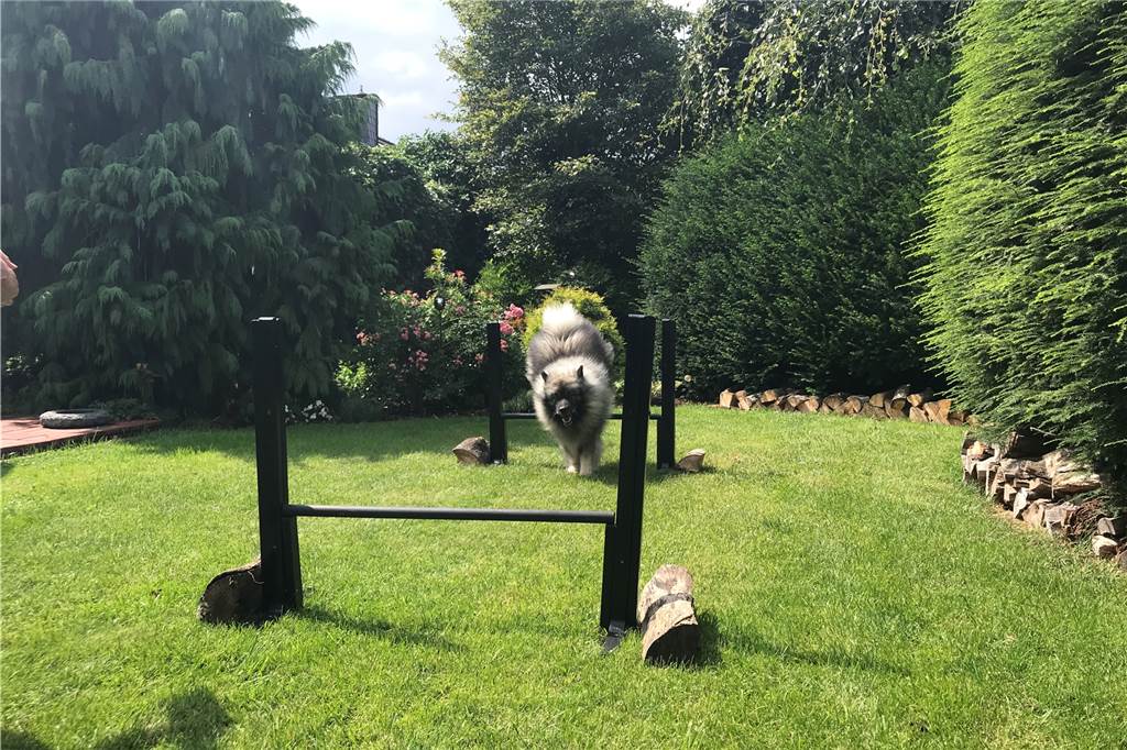 Garten-Serie: Wenn aus den Barhockern ein Parcours für den Hund wird Springen und Slalom laufen kann Hund Albert in dem Parcours.