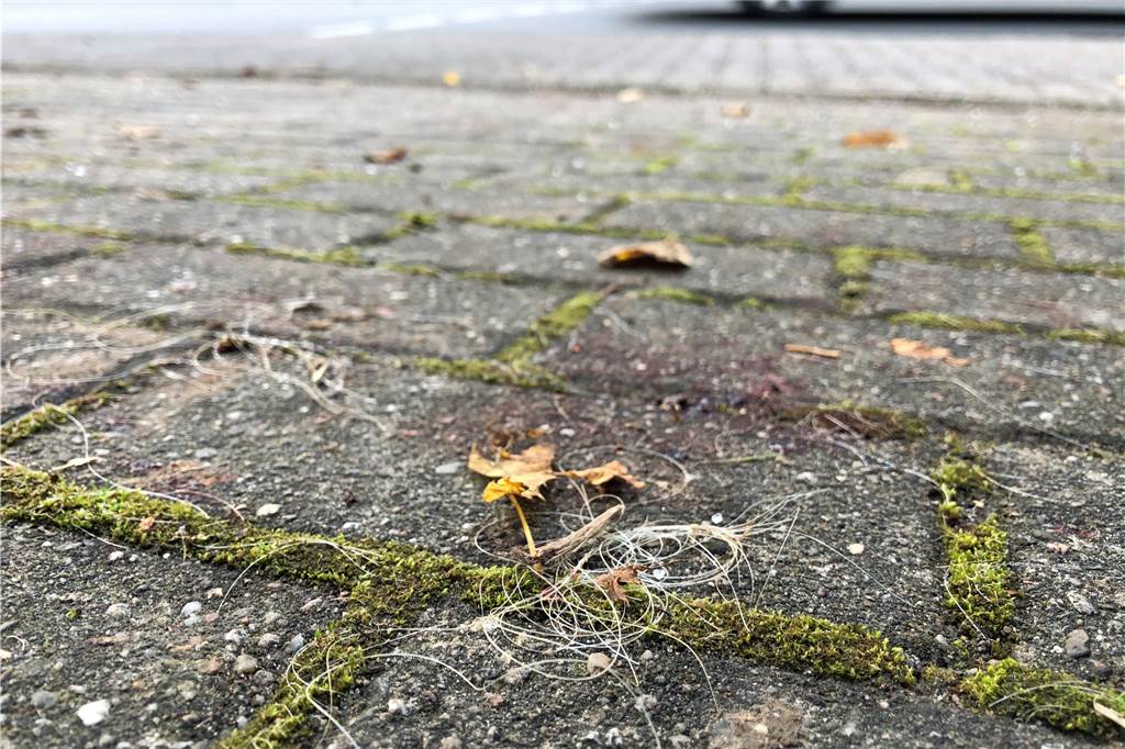 Spuren des Unfalls auf der Wittbräucker Straße sind auch am Tag danach noch zu sehen: Blut und Haare auf dem Bürgersteig.