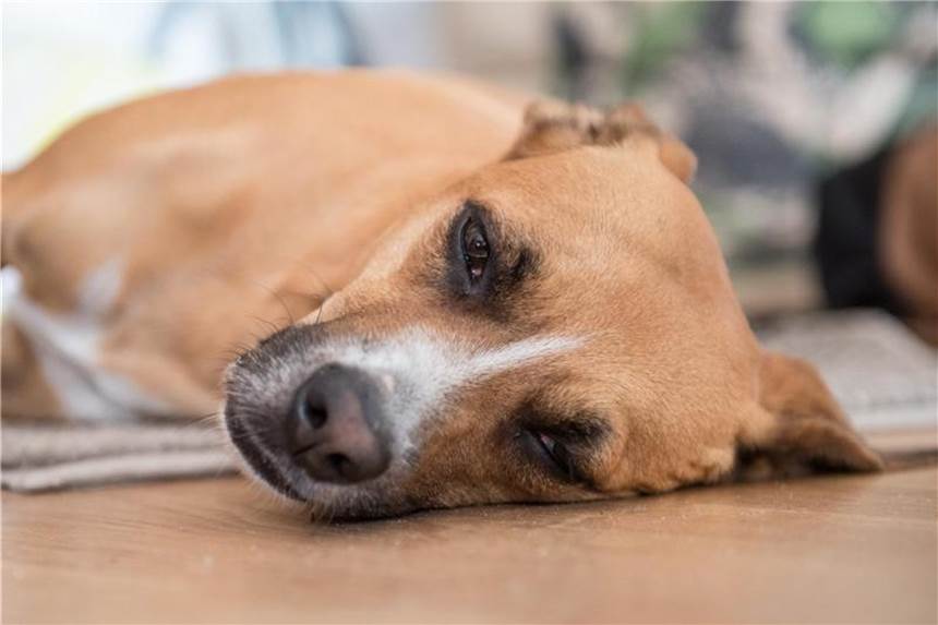 Ständig schlapp und antriebslos: Vielleicht bildet der Körper des Hundes zu viel von dem Hormon Cortisol. Foto: Robert Günther/dpa-tmn