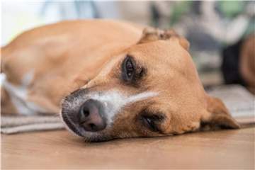 Ständig schlapp und antriebslos: Vielleicht bildet der Körper des Hundes zu viel von dem Hormon Cortisol. Foto: Robert Günther/dpa-tmn