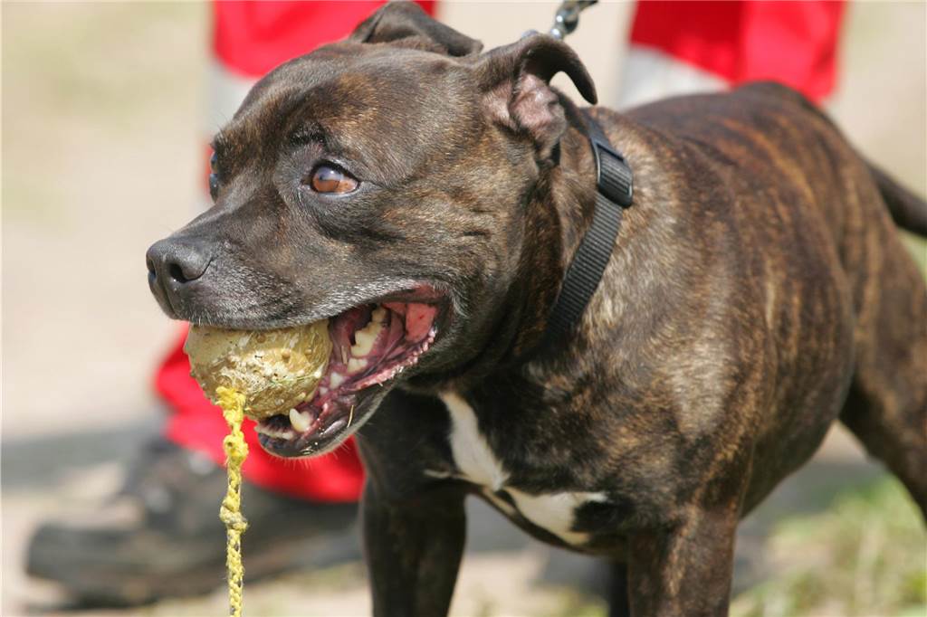 Hunde in Castrop-Rauxel: So viele Vierbeiner gibt es in der Stadt Ein Staffordshire Bullterrier spielt mit einem Ball.