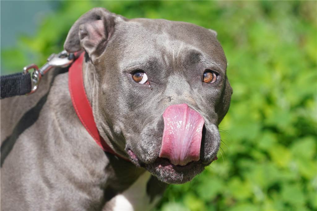 360.000 Euro Hundesteuer pro Jahr in Selm: Immer mehr Hunde füllen die Stadtkasse Staffordshire Terrier gelten als gefährliche Hunde. Für sie fallen höhere Steuern an.
