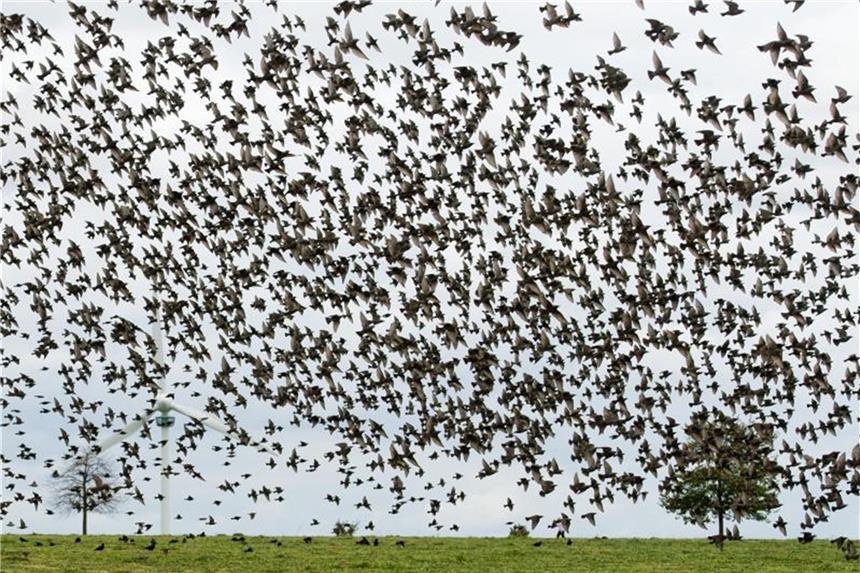 Star wird „Vogel des Jahres 2018“ Stare sind begnadete Imitatoren. Foto: Julian Stratenschulte