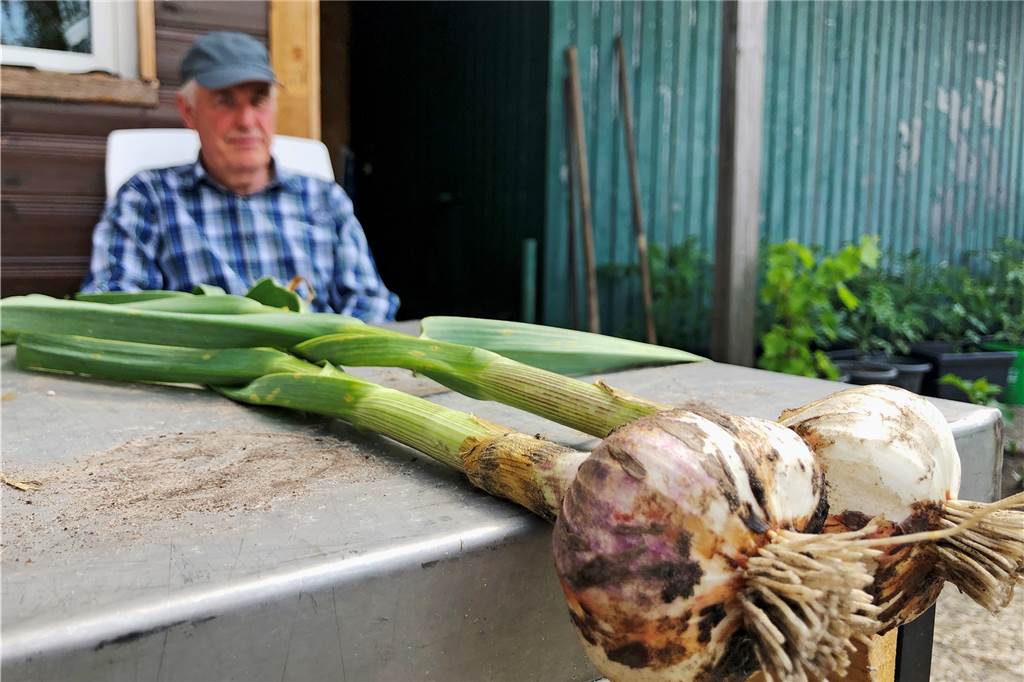 Schrebergärtner fürchten, dass ihre Gärten dem Wohnungsbau weichen müssen Stefan Resing pausiert an der Gartenhütte. Den Knoblauch hat sein Sohn Mario angebaut und geerntet.